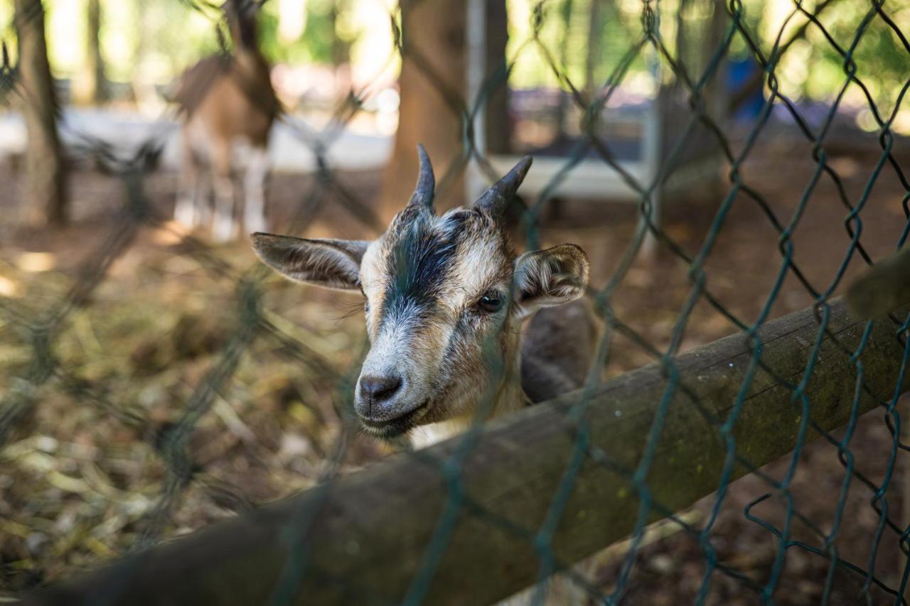 סלוריקו דה באשטו Quinta Da Chouza Agroturismo E Enoturismo מראה חיצוני תמונה